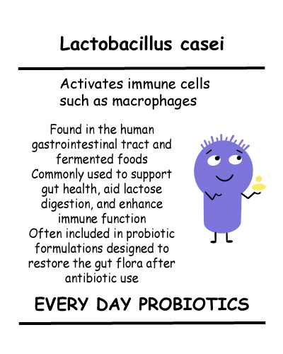 Lactobacillus-casei