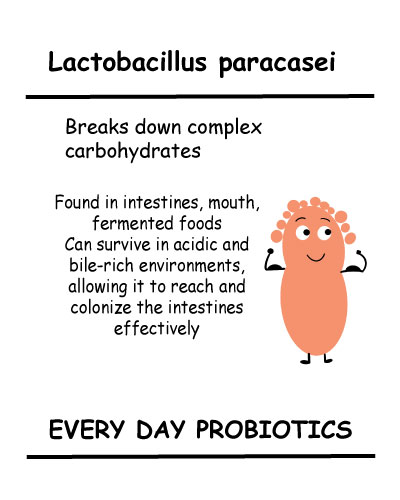 Lactobacillus paracasei